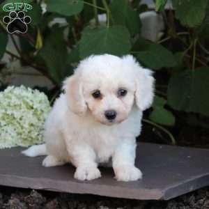 Marian, Bichon Frise Puppy